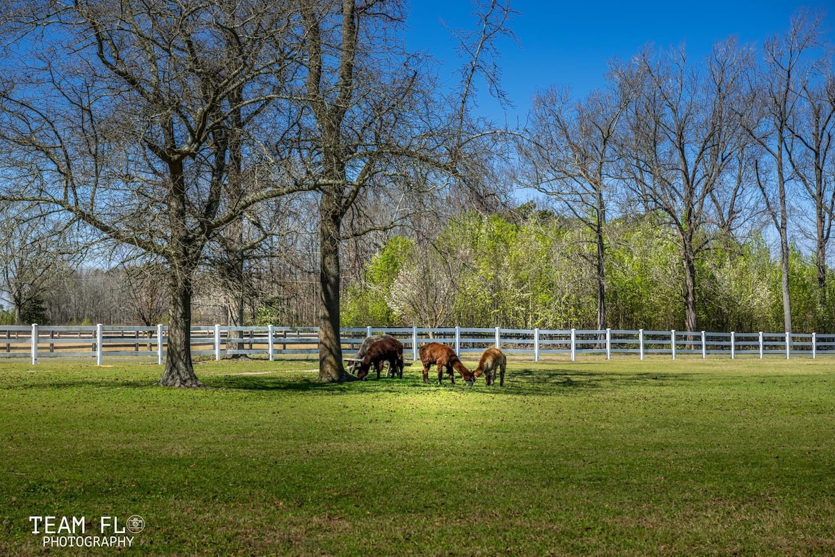 Alpacas grazing in the pasture at Parkton Place