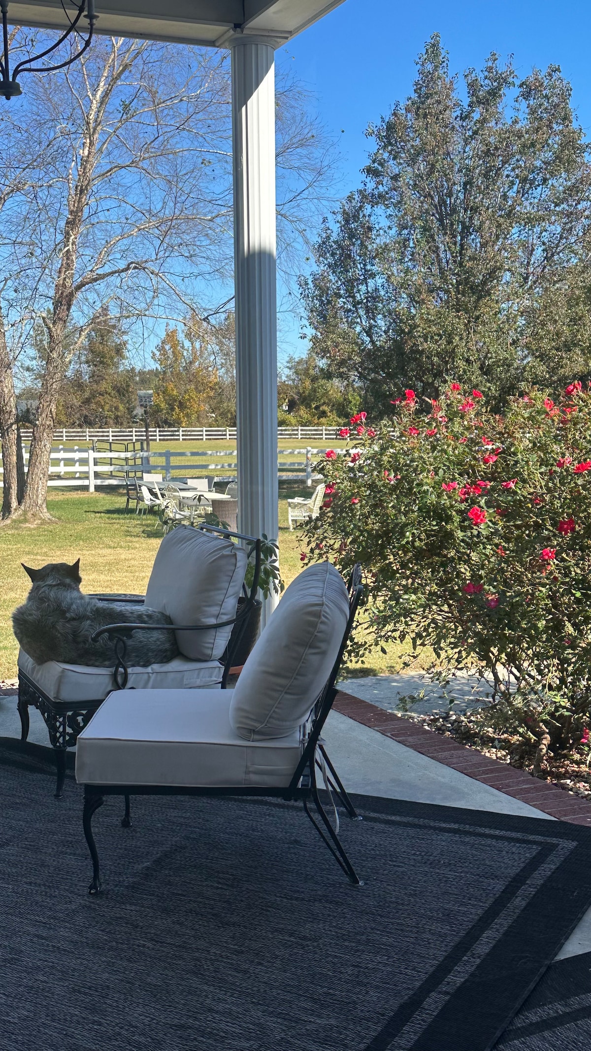 Farm cat relaxing on the patio at Parkton Place