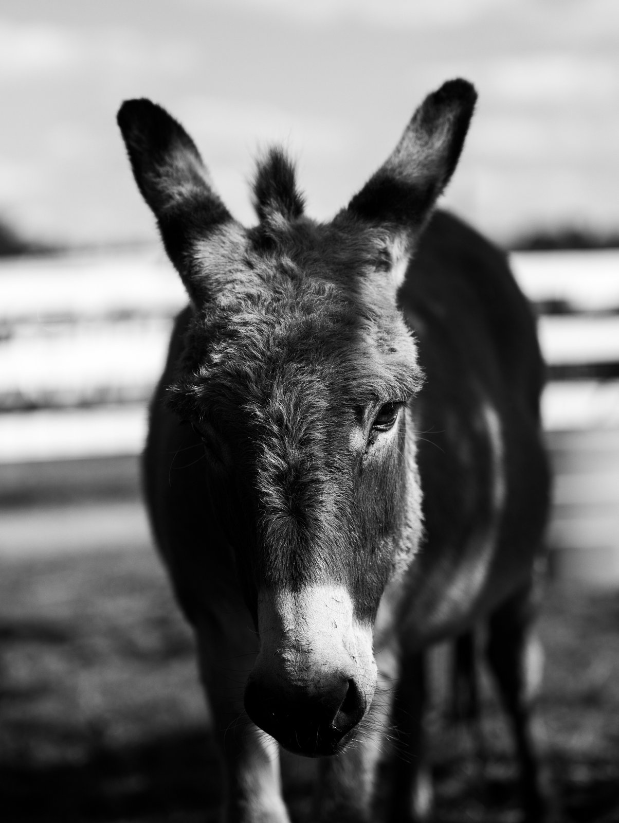 Donkey at Parkton Place