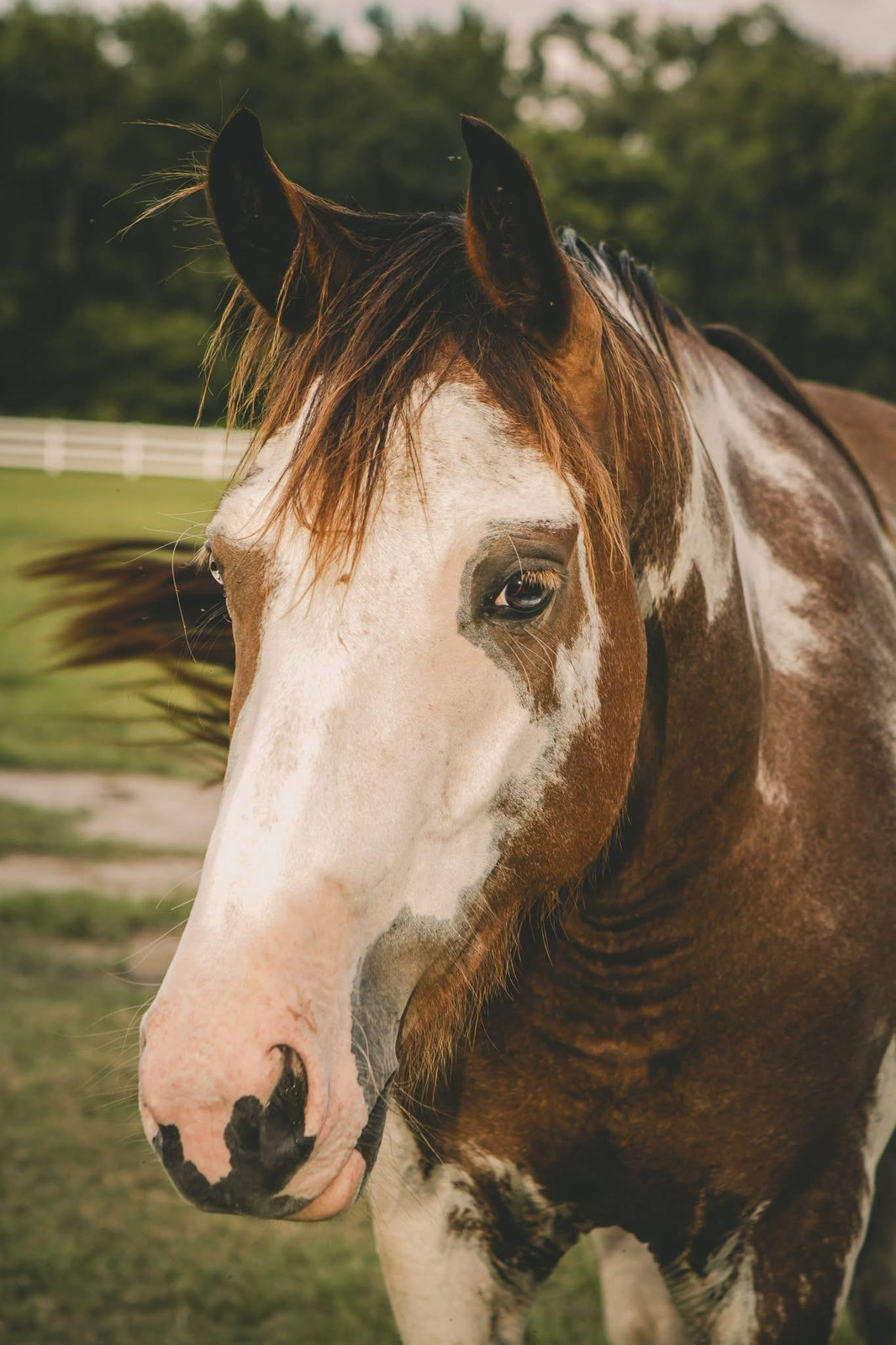 Paint horse in the pasture