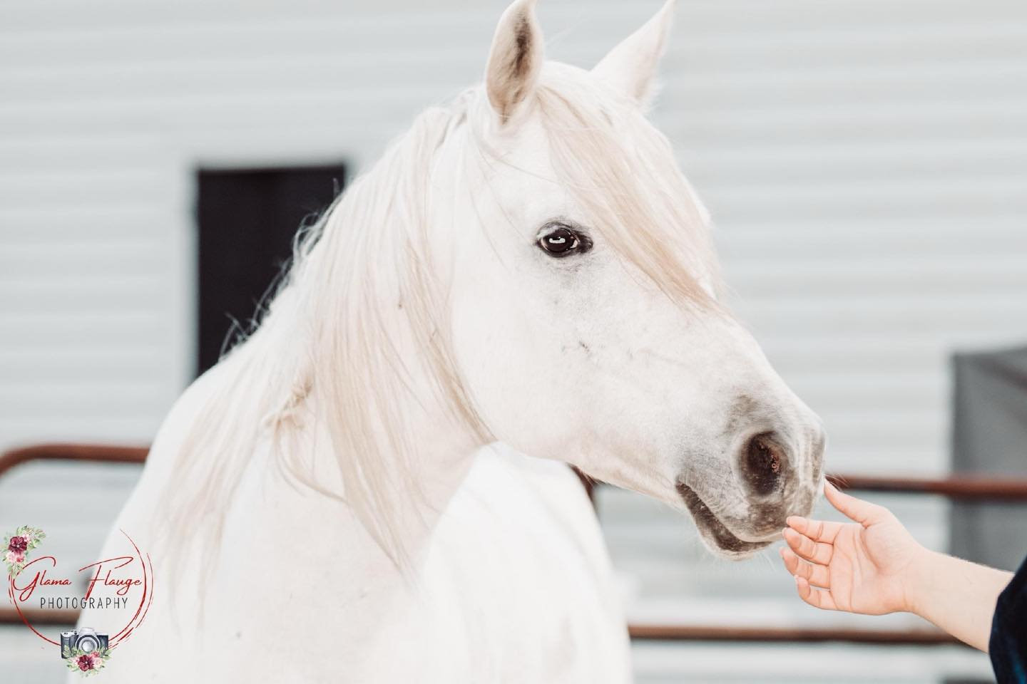 White horse greeting an outstretched hand