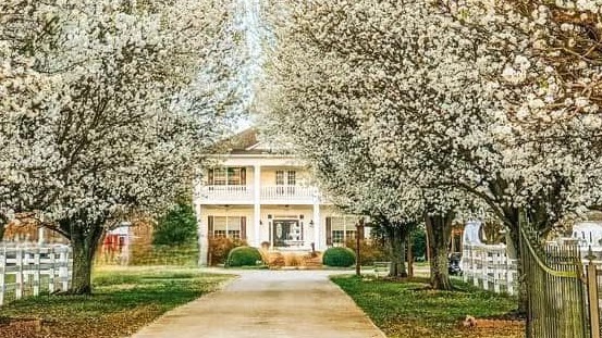 Spring blossoms lining the driveway to the Parkton Place estate